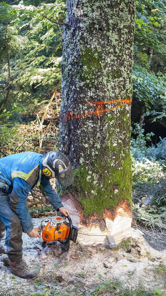 Abattage d'arbres difficiles Puy-de-Dôme
