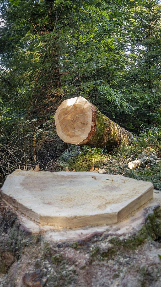 Dessouchage Puy-de-Dôme